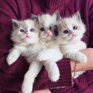 Ragdoll Kittens for Sale Male/female.Please contact us on Viber: +639660614145 | PostAds PH