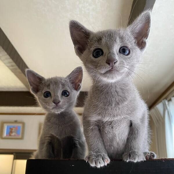 Image showcasing Pedigree Russian Blue Kittens - Nene Crase | PostAds.ph
