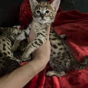 Beautiful savannah F4sbt kittens for loving homes..Please contact us on Viber: +639660614145 | PostAds PH
