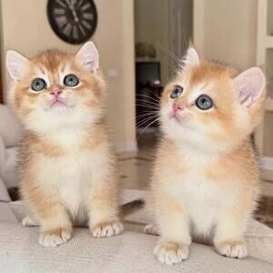 Scottish Fold Kittens for sale.Please contact us on Viber: +639660614145 | PostAds PH