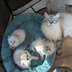 Beautiful Siberian Kittens.Please contact us on Viber: +639660614145 | PostAds PH