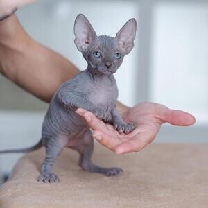 Gorgeous Blue Don Sphynx Kittens for sale.Please contact us on Viber: +639660614145 | PostAds PH