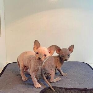 Beautiful Sphynx Kittens for sale.Please contact us on Viber: +639660614145 | PostAds PH