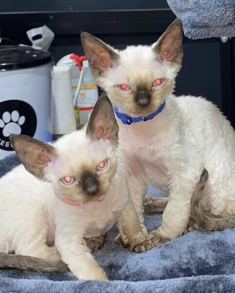 Beautiful  Devon Rex Kittens.Please contact us on Viber: +639660614145