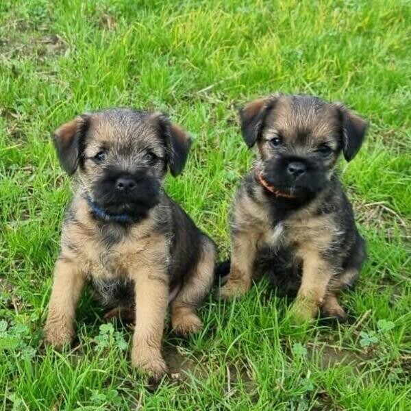 Miniature bulder tierer Puppies.Please contact us on Viber: +639660614145