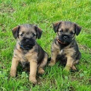 Miniature bulder tierer Puppies.Please contact us on Viber: +639660614145 | PostAds PH