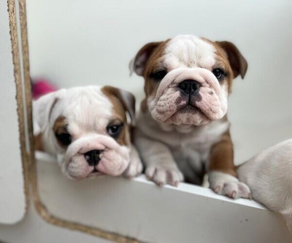 Quality English Bulldog Puppies ready to go.Please contact us on Viber: +639660614145