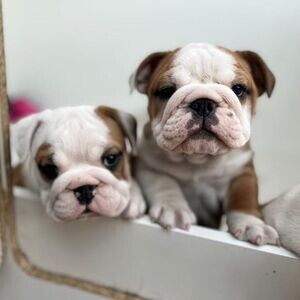 Quality English Bulldog Puppies ready to go.Please contact us on Viber: +639660614145 | PostAds PH