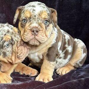 Beautiful English Bulldog Puppies For Rehoming.Please contact us on Viber: +639660614145 | PostAds PH