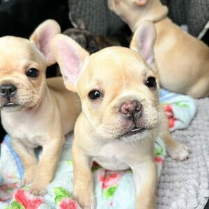 Quality French Bulldog Puppies ready to go.Please contact us on Viber: +639660614145 | PostAds PH