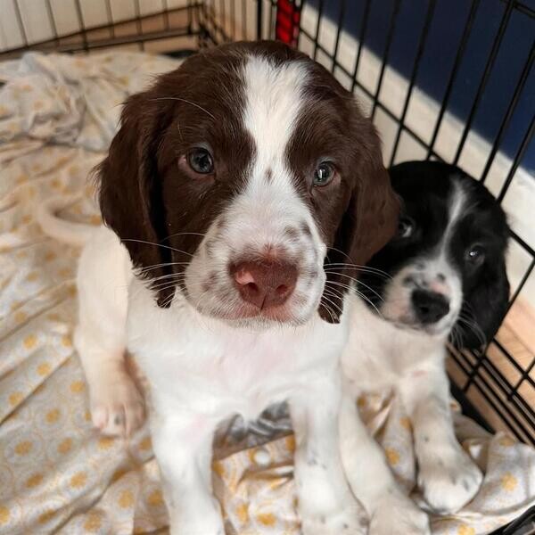 English Springer Spaniel Puppy's for sale..Please contact us on Viber: +639660614145