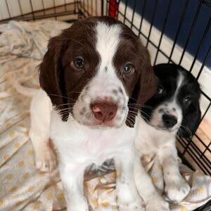 English Springer Spaniel Puppy's for sale..Please contact us on Viber: +639660614145 | PostAds PH