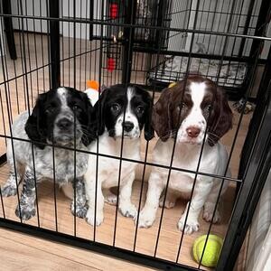 English Springer Spaniel Puppies.Please contact us on Viber: +639660614145 | PostAds PH