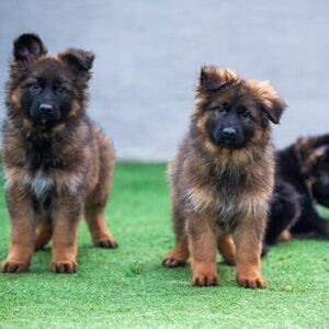 Beautiful German Sheperd Chunky Puppy For Sale .Please contact us on Viber: +639660614145 | PostAds PH