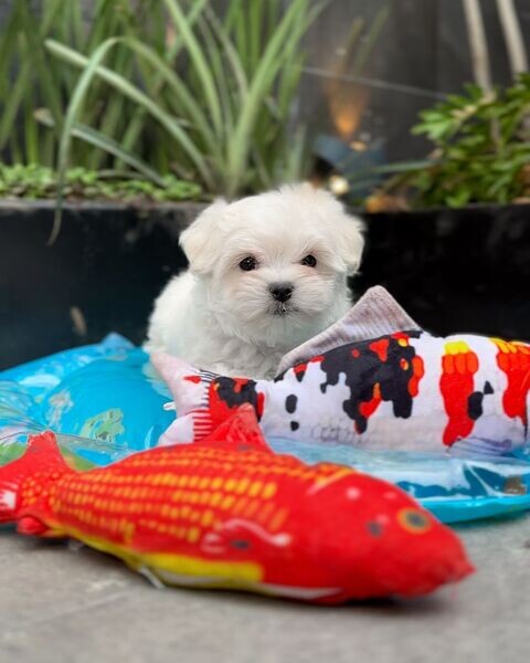 Maltese Terrier Puppies.Please contact us on Viber: +639660614145