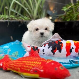 Maltese Terrier Puppies.Please contact us on Viber: +639660614145 | PostAds PH