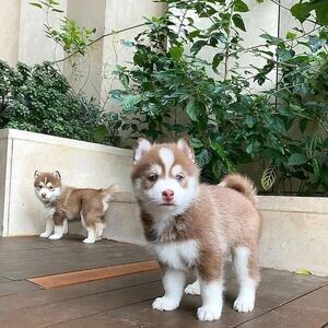 Siberian Husky Puppies for Ssale.Please contact us on Viber: +639660614145 | PostAds PH