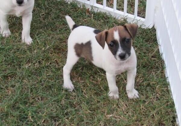 Jack Russell Terrier.Please contact us on Viber: +639660614145
