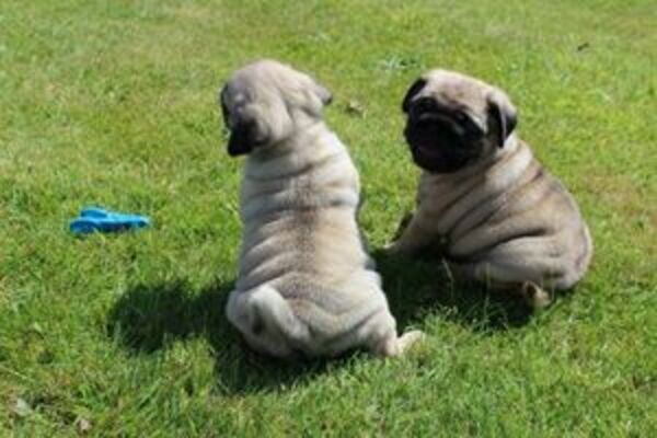 Pug puppies. Pure bred.Please contact us on Viber: +639660614145