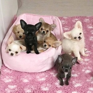 Chihuahua puppies for sale. | PostAds PH