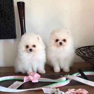 Pomeranian puppy.Please contact us on Viber: +639660614145 | PostAds PH