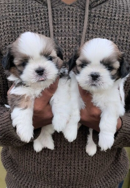 Male and female Shih Tzu puppies for adoption. 