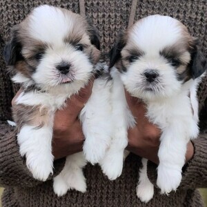 Sweet Shih Tzu puppies for adoption. | PostAds PH