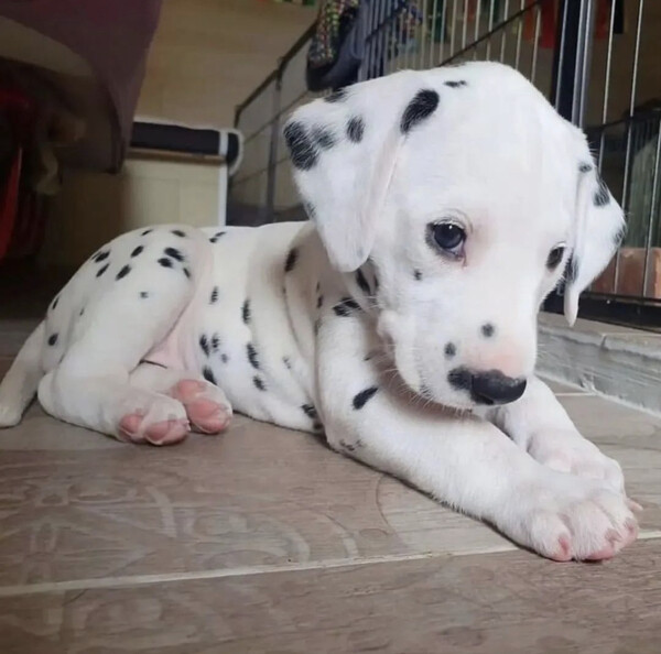 Dalmatian Puppy