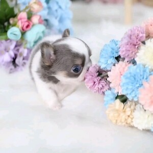 Chihuahua Puppy | PostAds PH