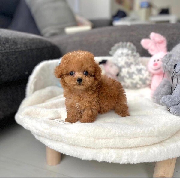 Poodle Puppy