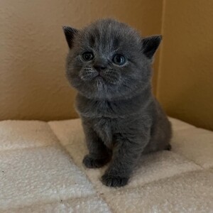 Scottish Fold | PostAds PH