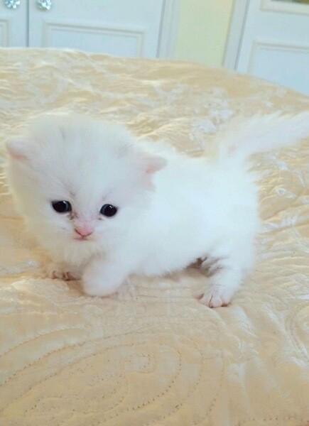 Adorable Munchkin Kittens