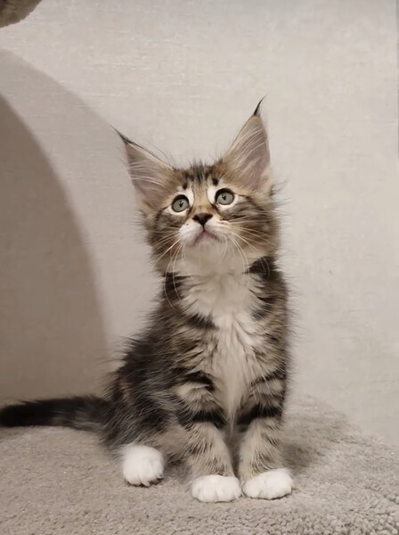 Norwegianforest Kitten
