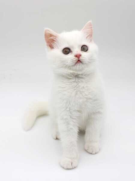 Turkish Angora kitten