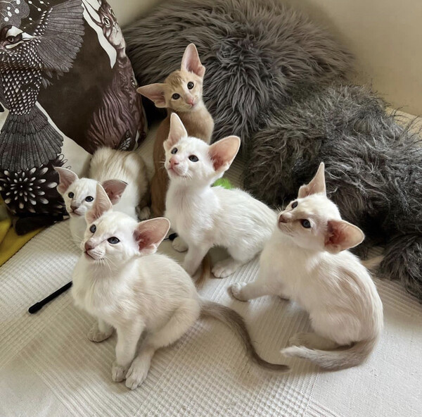Oriental Kittens