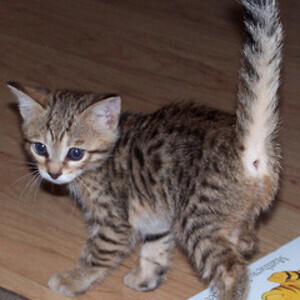Adorable Savanna kittens Viber:+63-9481-451-325 | PostAds PH