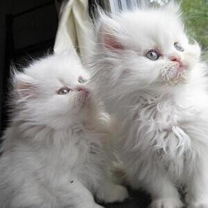 Persian kittens Ready Viber:+63-9481-451-325 | PostAds PH