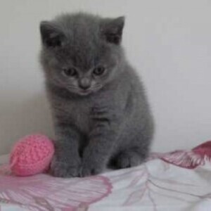 Scottish Fold Kittens email:mercymillo38@gmail.com | PostAds PH