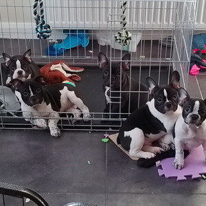 Gorgeous litter purebred French Bulldog puppies | PostAds PH