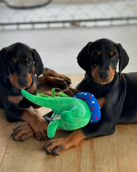 Ready to leave KC health tested Doberman Pinscher Puppies