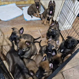Belgian malinois puppies available for a new home. | PostAds PH