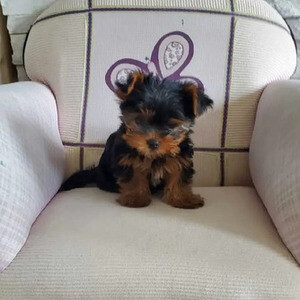 Yorkshire Terrier pure bred puppies. | PostAds PH