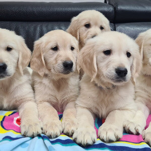 Golden Retriever puppies for a new home. | PostAds PH
