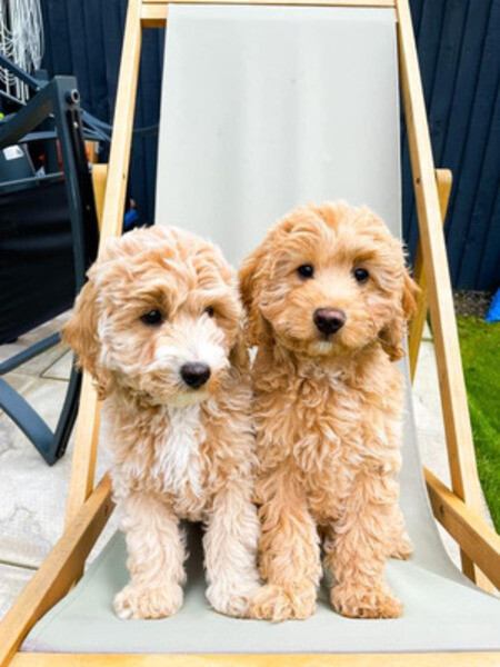  Two Cavapoo F1 pups for adoption.