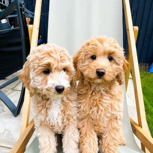 Two Cavapoo F1 pups for adoption. | PostAds PH