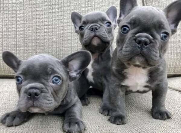 Gorgous French bulldog Puppies