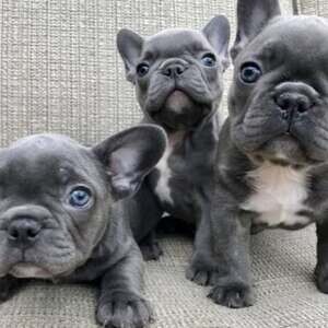 Gorgous French bulldog Puppies | PostAds PH