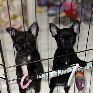 Two gorgeous male and female chihuahua puppies. | PostAds PH