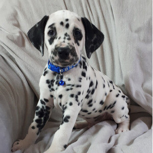Stunning KC Registered Dalmatian pups - Ready Now | PostAds PH