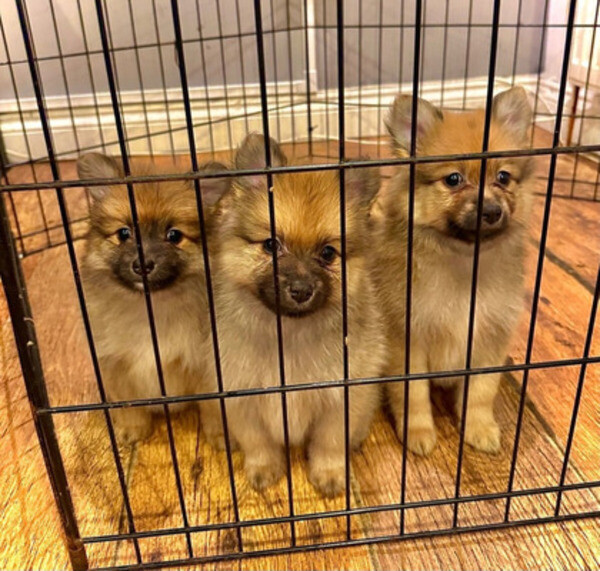  Pomeranian puppies for adoption.